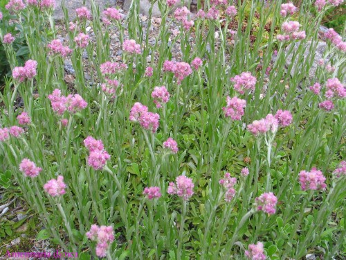 Antennaria dioica Bright Rose