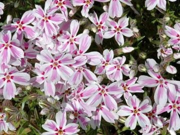 Phlox subulata Kimono Pink White