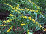 nawłoć sina (łac. Solidago caesia) kod: 5533