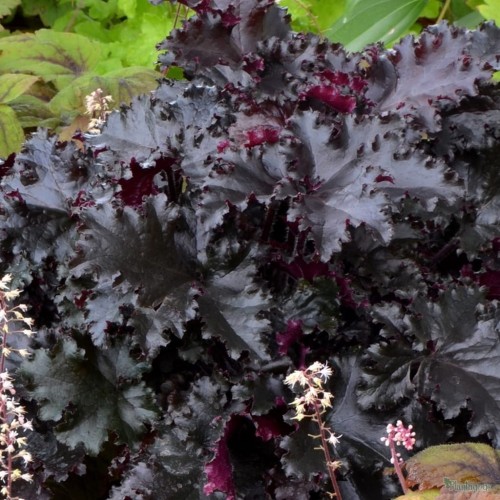 Heuchera black Taffeta