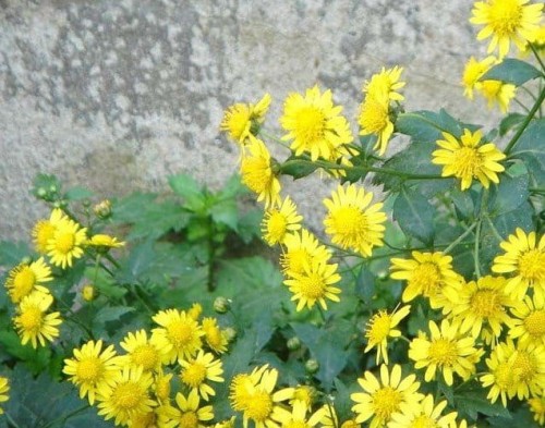 Chrysanthemum indicum Citrus