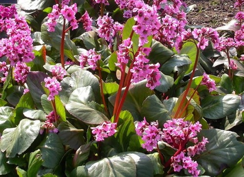 BERGENIA cordifolia Dawid.jpg
