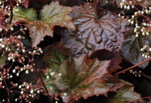 żurawka drobna "Palace Purple" (łac. Heuchera micrantha) kod: 0570