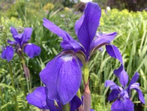 kosaciec syberyjski "Caesar's Brother" (łac. Iris sibirica) kod: 9786