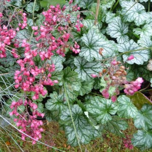 żurawka  "Paris" (łac. Heuchera) kod: 9817