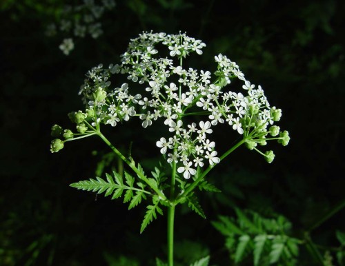 Anthriscus-sylvestris