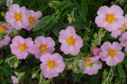 Helianthemum Lawrrenson's Pink.JPG
