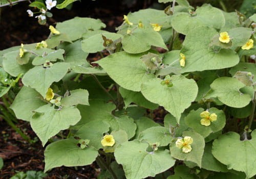Saruma henryi.jpg
