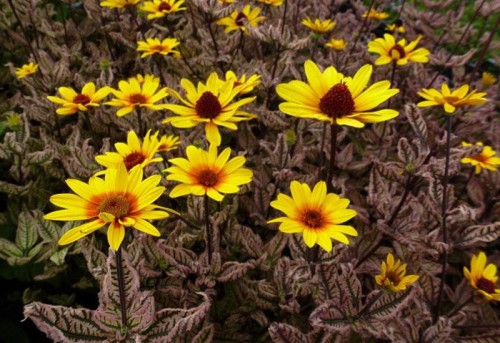 heliopsis summer-pink