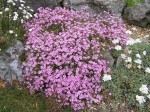 łyszczec rozłogowy "Rosea" (łac. Gypsophila repens) kod: 0546