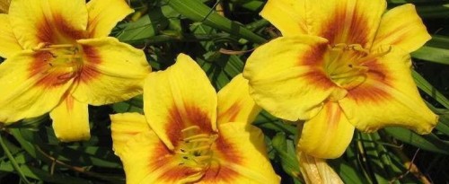 hemerocallis CIRCLES AND STRIPES