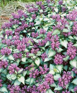Lamium maculatum Purple Dragon