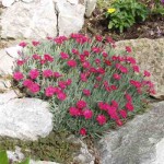 goździk siny "Badenia" (łac. Dianthus gratianopolitanus) kod: 3088