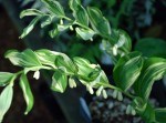 kokoryczka  "Grace Barker" (łac. Polygonatum) kod: 1192