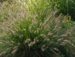 rozplenica japońska (łac. Pennisetum alopecuroides) kod: 2138