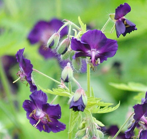 Geranium-Phaeum-Raven