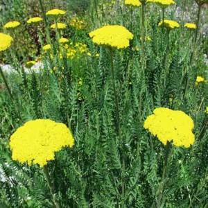 krwawnik wiązówkowaty "Parker's Varietat" (łac. Achillea filipendulina) kod: 0300