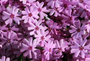 płomyk szydlasty "Fort Hill" (łac. Phlox subulata) kod: 9757