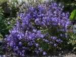 dzwonek Poszarskiego "Blauranke" (łac. Campanula poscharskyana) kod: 2752