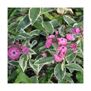 płomyk wiechowaty "Elizabeth" (łac. Phlox paniculata) kod: 9113