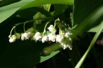 konwalia majowa "Plena" (łac. Convallaria majalis) kod: 7094