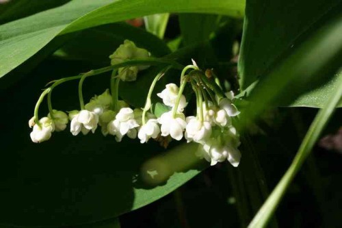 Convallaria majalis Plena.JPG