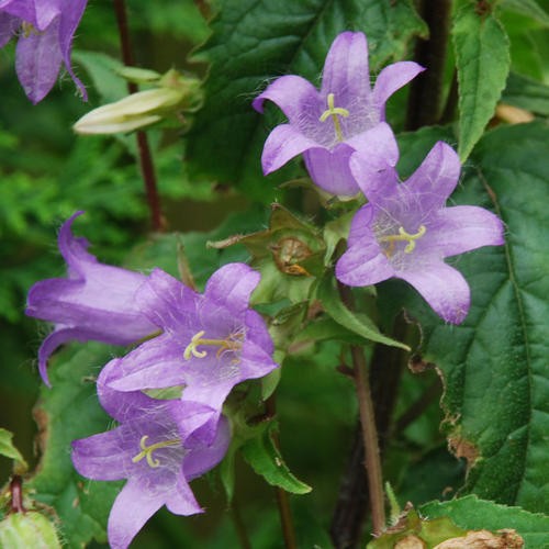 CAMPANULA TRACHELIUM