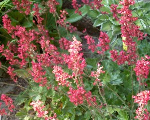 żurawka pruchonicka (łac. Heuchera pruchoniciana) kod: 7526