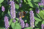 kłosowiec  (łac. Agastache scrophularifolia) kod: 9023
