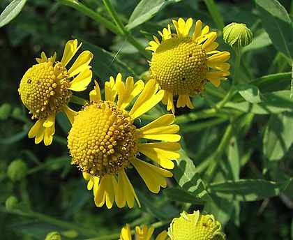 Helenium_autumnale_Helena_Gold.jpg