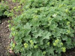 przywrotnik  (łac. Alchemilla erythropoda) kod: 1395