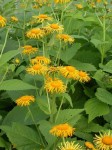 oman wspaniały (łac. Inula magnifica) kod: 2245