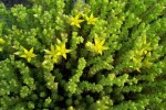 rozchodnik ostry "Aureum" (łac. Sedum acre) kod: 0788