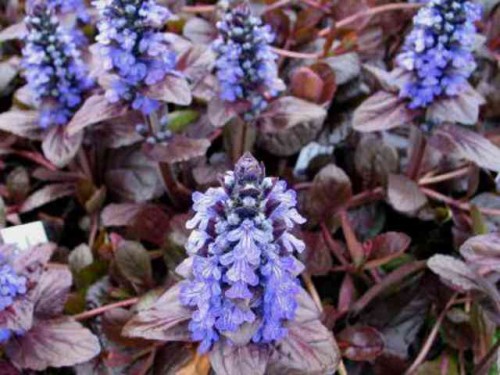 ajuga-reptans-atropurpurea.jpg
