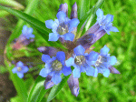 goryczka  (łac. Gentiana macrophylla) kod: 2177