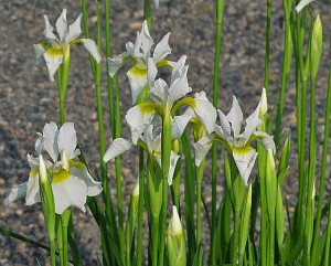 kosaciec syberyjski "Snow Queen" (łac. Iris sibirica) kod: 8974