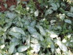 miodunka  "Northern Lights" (łac. Pulmonaria) kod: 8367