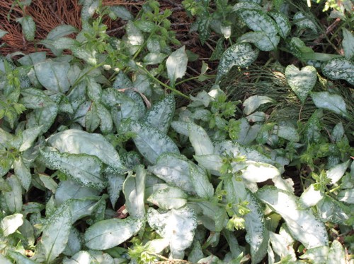 Pulmonaria Northern Lights.jpg