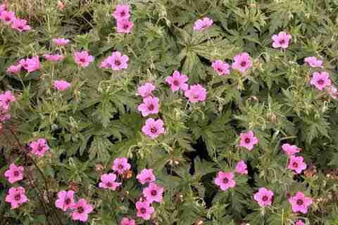 Geranium 'Patricia'.jpg