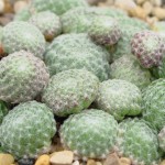 rojnik wełnisty "Borisii" (łac. Sempervivum ciliosum) kod: 0594
