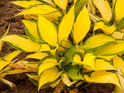 hosta orange-marmalade-