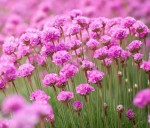 zawciąg nadmorski "Nifty Thrifty" (łac. Armeria maritima) kod: 8310