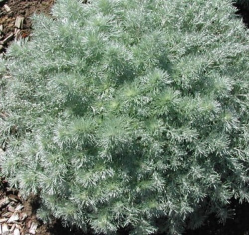 artemisia schmiditaiana nana attraction