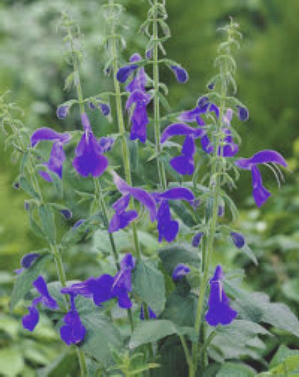 szałwia otwarta "Patio Dark Blue" (łac. Salvia patens) kod: 2103 ...